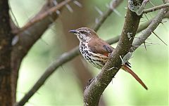 Spotted Morning-Thrush